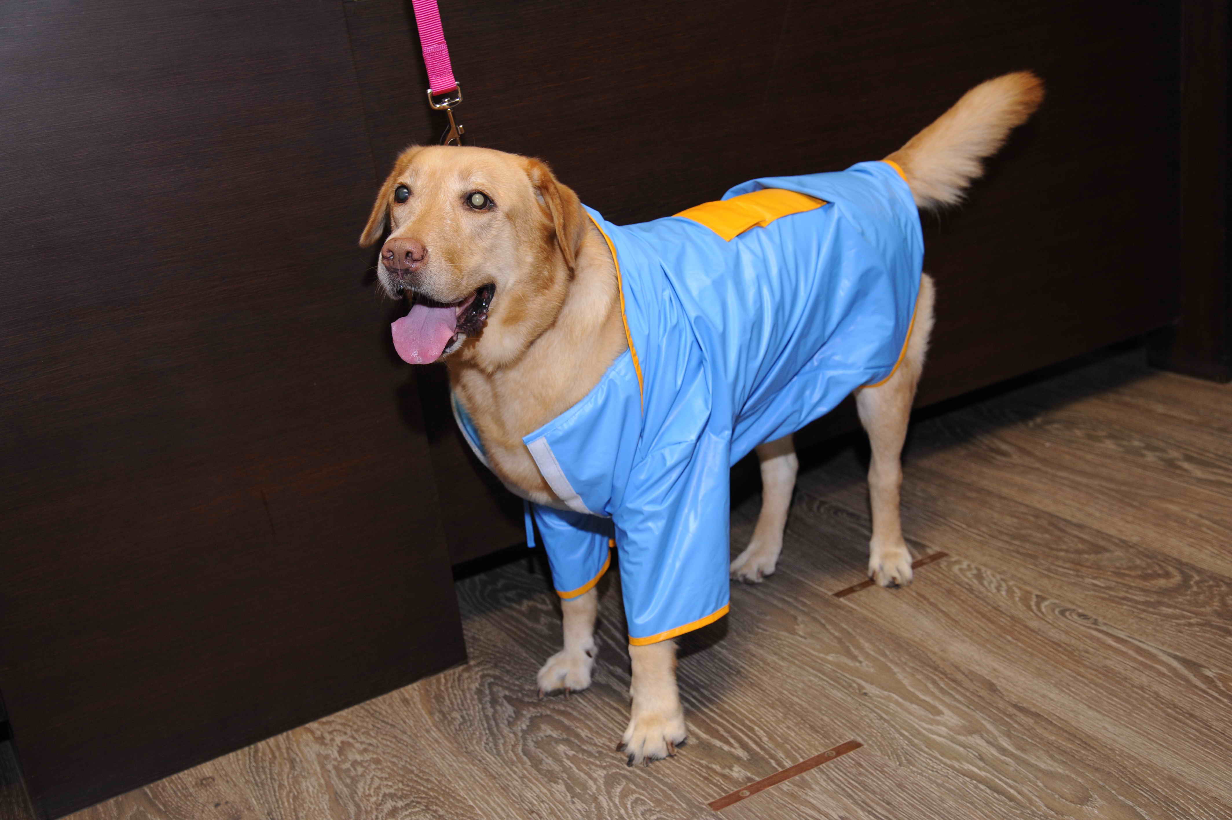 Dog in sonya raincoat